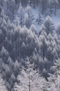 High angle view of pine trees during winter