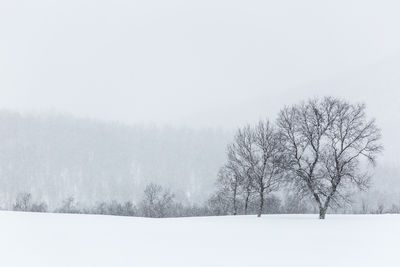 Bare trees on snow covered landscape