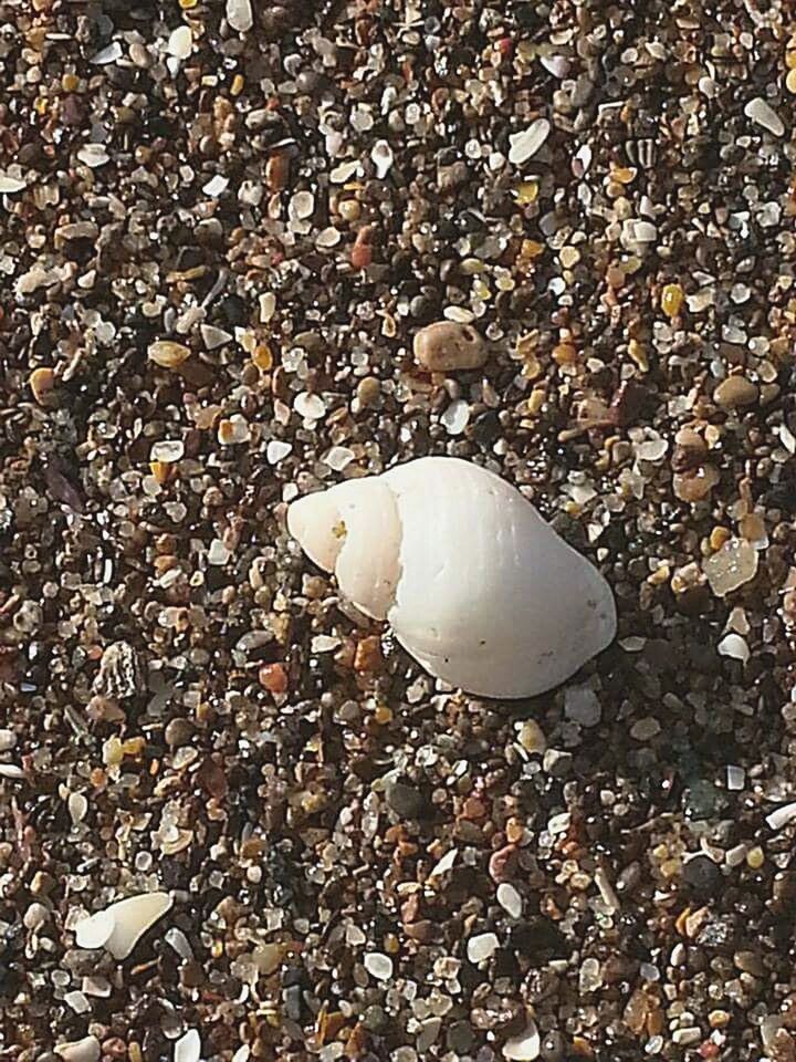 White shell