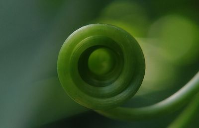 Close-up of succulent plant