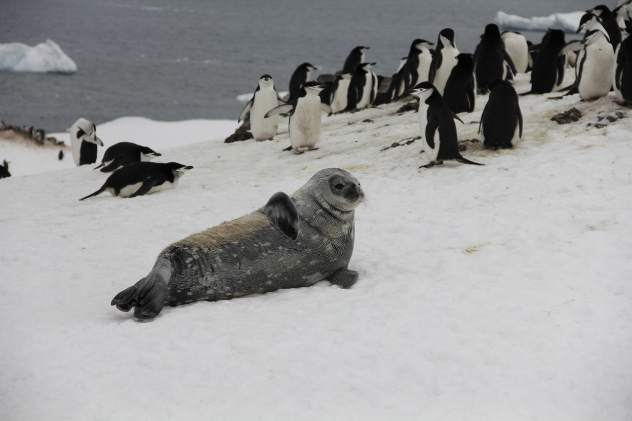 The antarctic