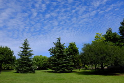 Trees on field against sky