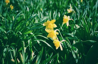 Close-up of yellow flowering plant