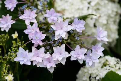 Close-up of flowers blooming outdoors