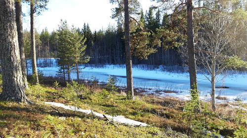 Scenic view of lake amidst trees in forest