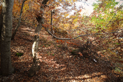 Trees in forest during autumn