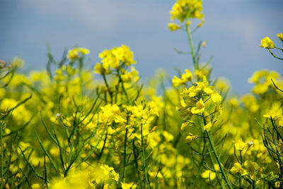 Close-up of fresh yellow flowering plants