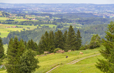 High angle view of pine trees on field