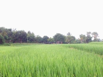 View of fields against clear sky