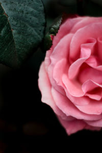 Close-up of pink rose blooming outdoors