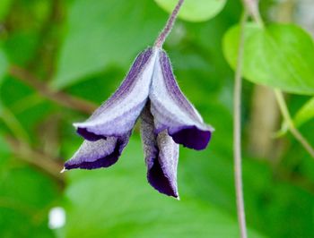 Close-up of purple flowering plant