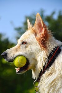 Close-up of a dog looking away