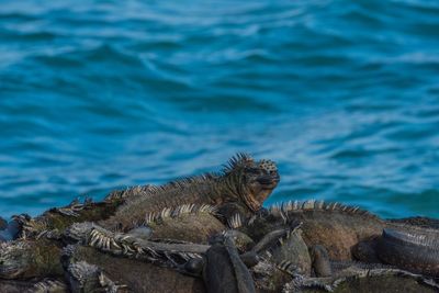 Close-up of lizards on rock against blue sky