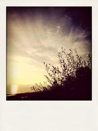 Silhouette of trees at sunset