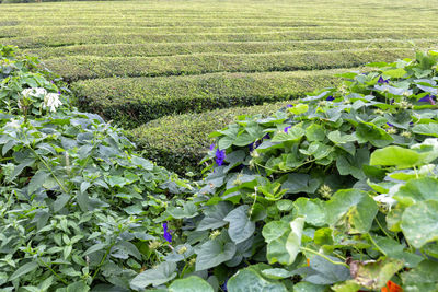 View of corn field