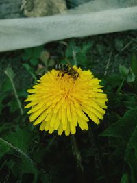 Close-up of bee on yellow flower