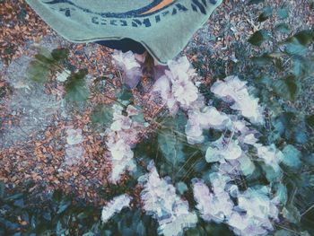 Full frame shot of leaves