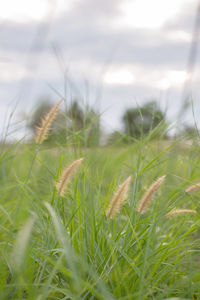 Close-up of fresh grass in field against sky