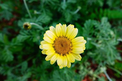 Close-up of yellow flower against blurred background