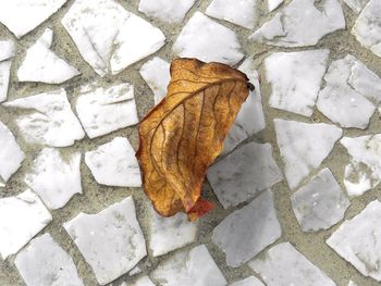 High angle view of maple leaves on footpath