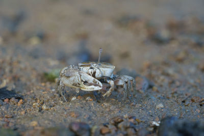 Close-up of crab on beach