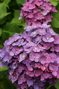 Close-up of hydrangea flowers