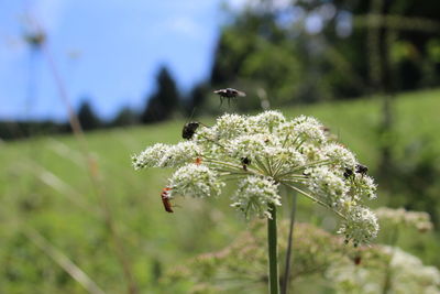 Close-up of bee on flower