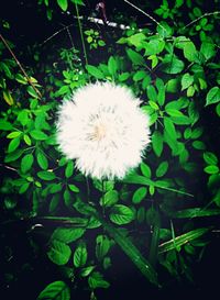 Close-up of white dandelion