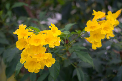 Close-up of yellow flowering plant