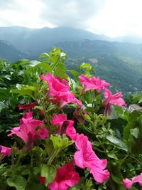 Close-up of pink flowers blooming in park