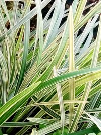 Full frame shot of palm tree leaves