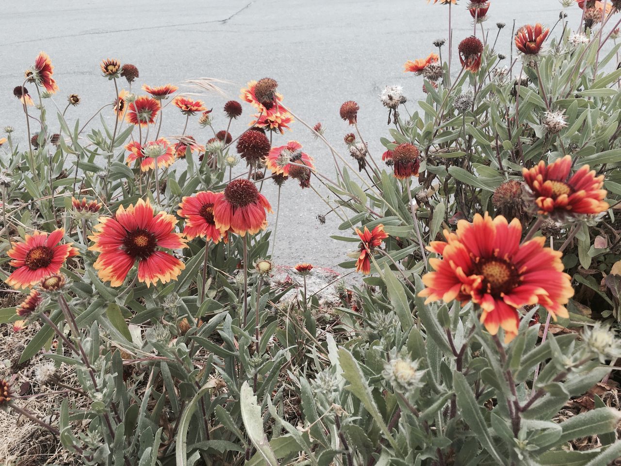 flower, growth, nature, plant, red, beauty in nature, fragility, outdoors, no people, day, cactus, freshness, flower head