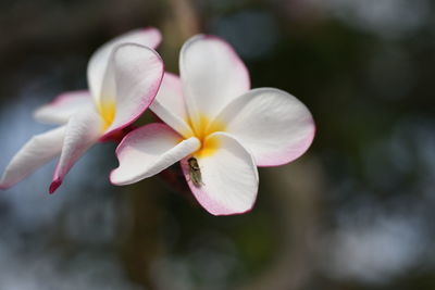 Close-up of frangipani on plant