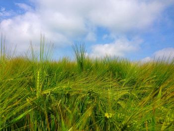 Crops growing on field against sky