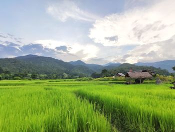 Scenic view of agricultural field against sky