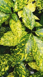 Close-up of leaves