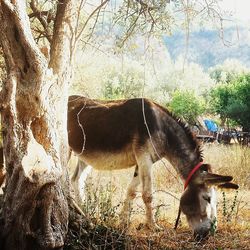 Horse against trees