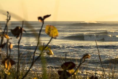 Close-up of yellow sea against sky during sunset