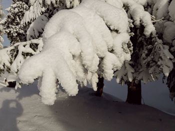 Close-up of frozen tree during winter