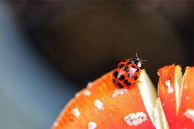 Close-up of ladybird on toadstool 