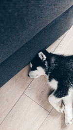 High angle view of cat resting on hardwood floor