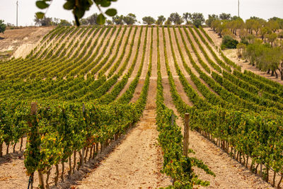 Scenic view of vineyard