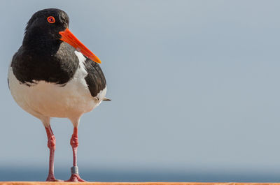 Close-up of bird perching on shore