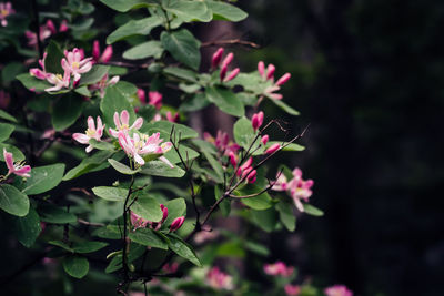 Beautiful honeysuckle bush with pink flowers. surreal dark nature background. springtime backdrop.