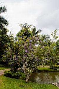 Flowering plants by trees in park against sky