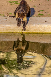 Full length of a dog drinking water