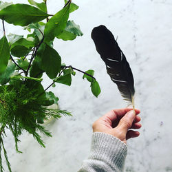 Midsection of person holding plant
