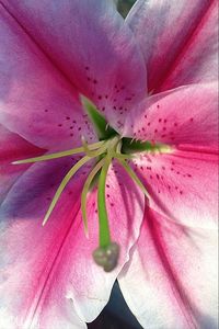 Close-up of pink flower