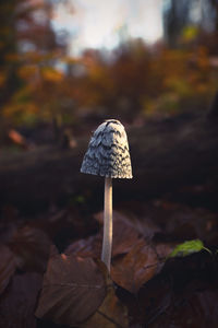 Pilz im herbstlaub