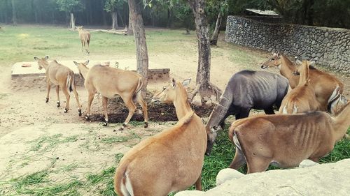 Horses on farm